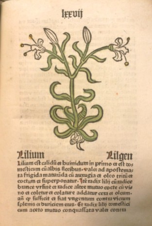 Lilium, from Herbarius latinus, Inc.4.A.1.3b[19]