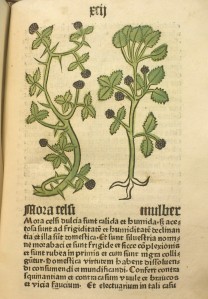 Mulber, from Herbarius latinus, Inc.4.A.1.3b[19] 